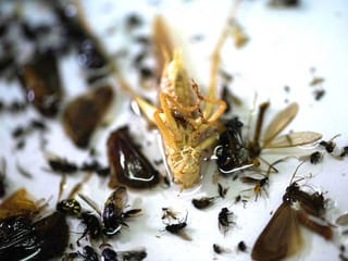 Insect apocalypse: German bug watchers sound alarm