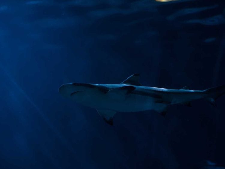 190702 shark