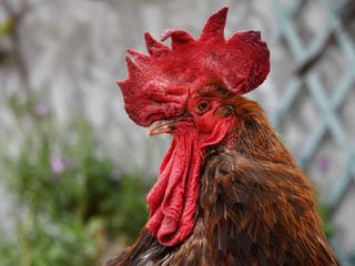 'Everyday at 3 am': Man files complaint against noisy rooster in Kerala