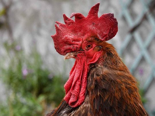 

The case sparked discussions on balancing community peace with pet and livestock ownership.