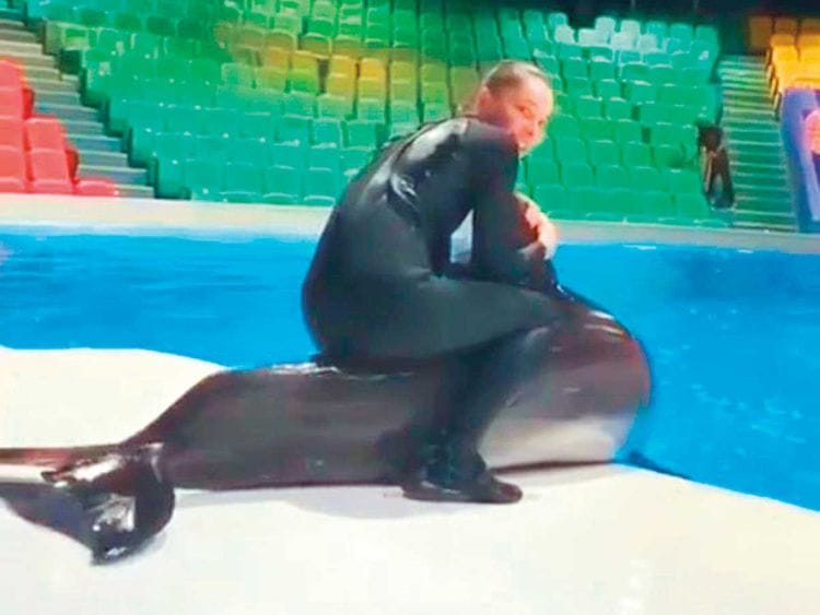 dolphin