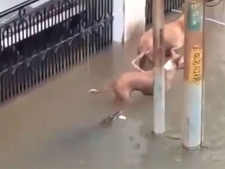 Crocodile India floods