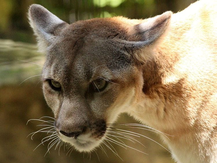 cougar-3599057_1920