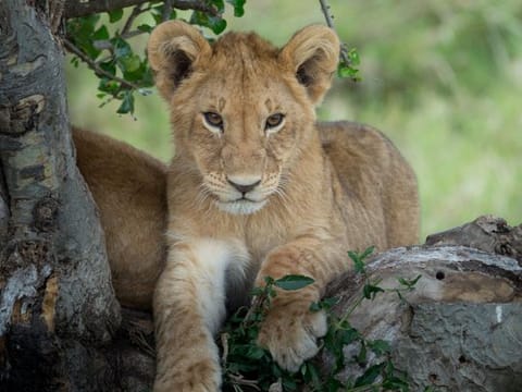 Lioness sitting and looking at the savanna