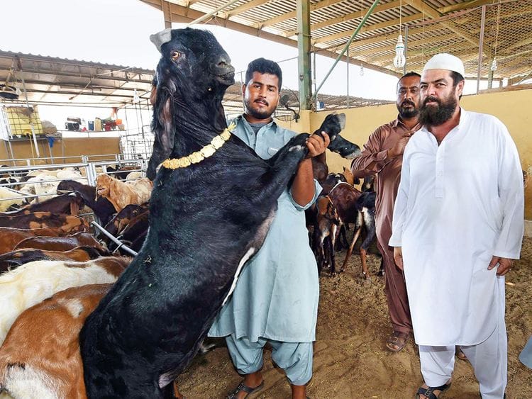 NAT-190807-Cattle-Market1-(Read-Only)