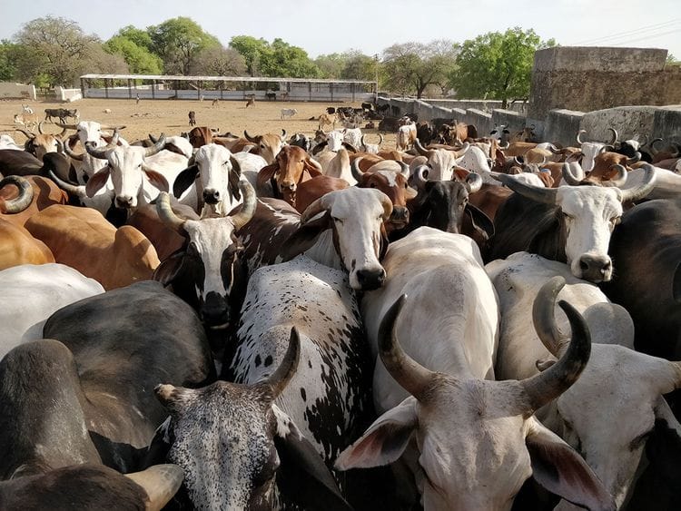 iStock-957820114 india cows