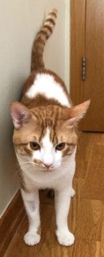 RDS_190812 Save an animal - Benjy-1565540760031