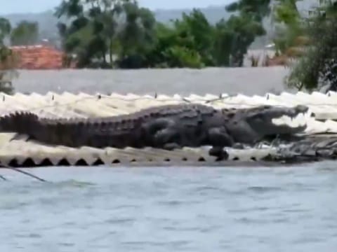10-foot long crocodile swept by floods.