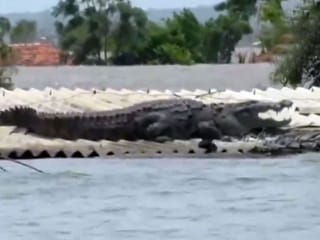 Video: Crocodile on a rooftop in flood-hit Karnataka