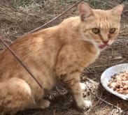 RDS_190819 Save an animal - Amy-1566139800981