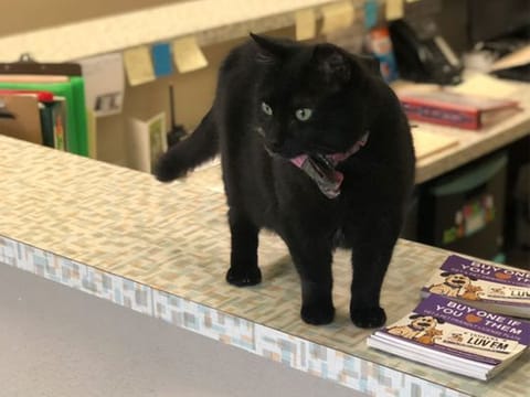 Thanks @MuncieACS for giving our officers a tour of your facility today! Did you know they currently have 350 cats/kittens needing homes? 