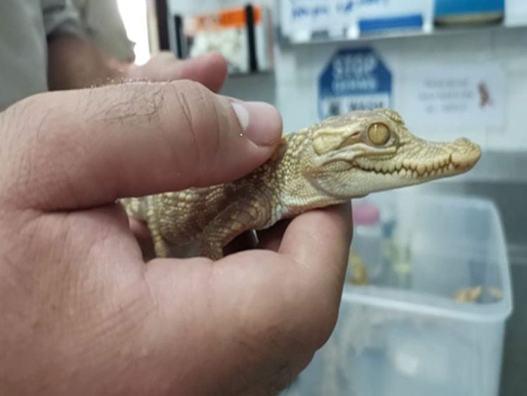 Crocodile