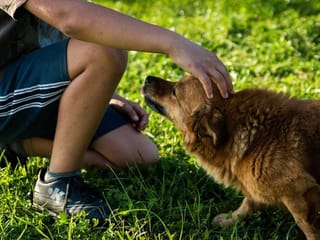 Own a pet for better heart health