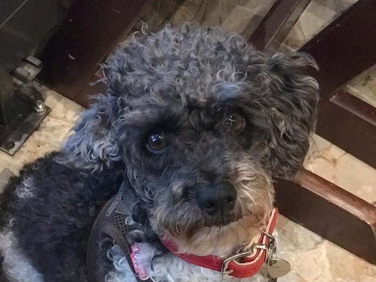 MissingBuddy