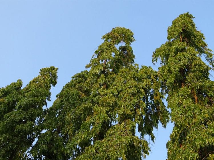 190828 ashokaa tree