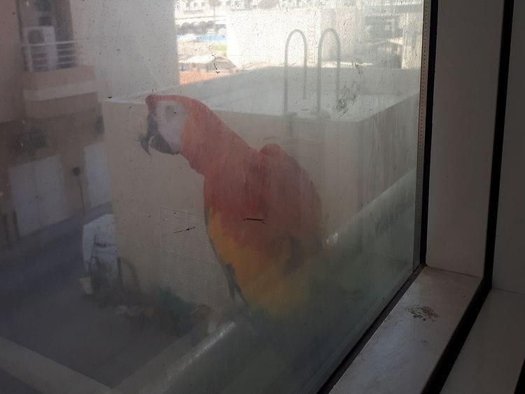 Macaw
