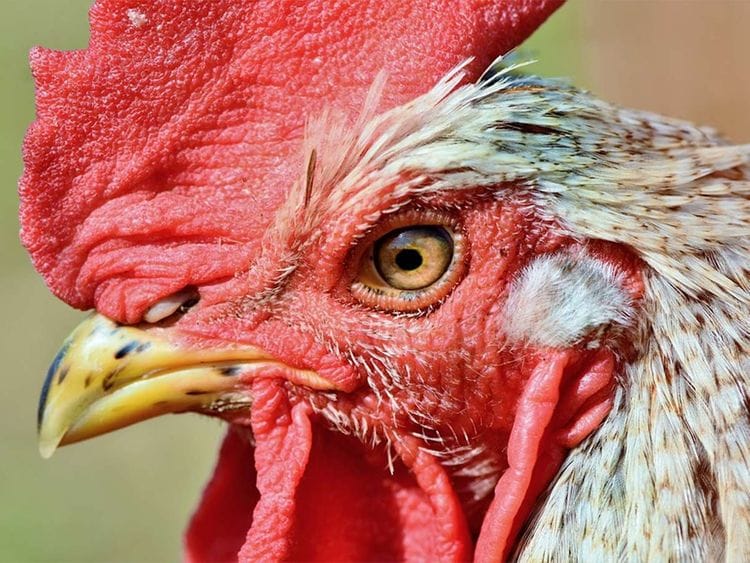 Rooster file photo