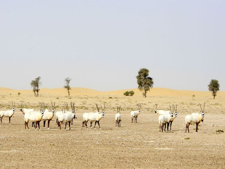 190913 al marmoom