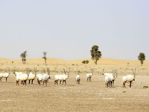 Species Survival Commission praised UAE's efforts revive species like the Arabian oryx and scimitar-horned oryx. Photo of the Arabian oryx at the Al Marmoom Conservation.