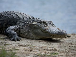 Girl, 11, wrestles crocodile to save friend's life