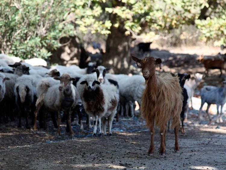 191006 goat herding