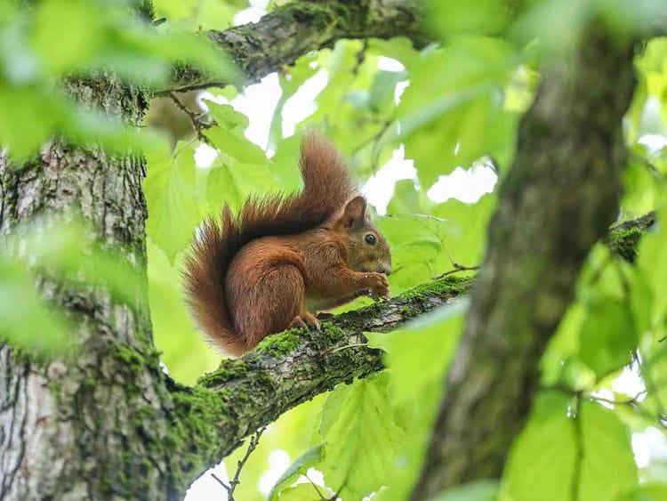 A squirrel resting on a tree nibbles a nut 