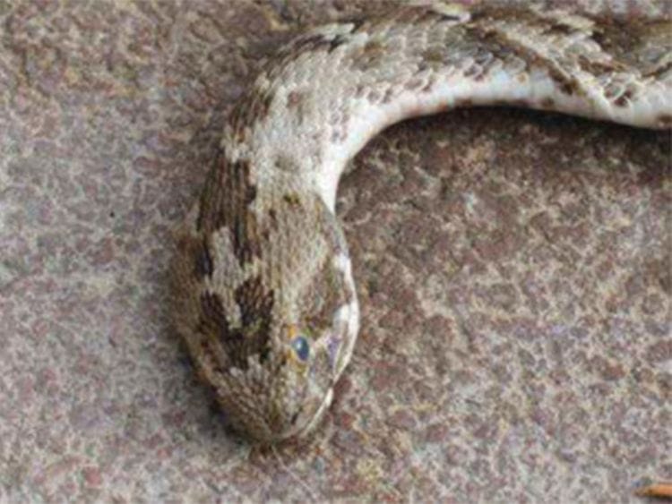 Saw-scaled viper spotted in Hattan, new Dubai