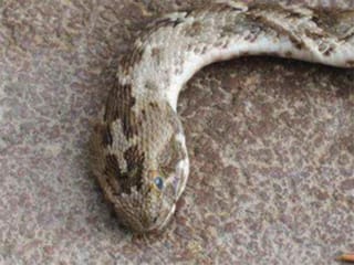 Residents spot deadly snakes in 'New Dubai' residential communities