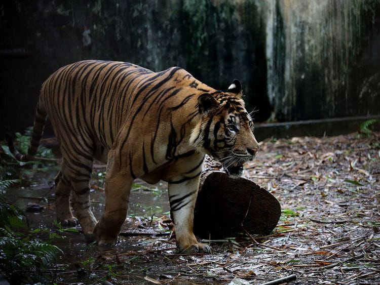 Drones, elephants used to track man-eating tiger in Karnataka