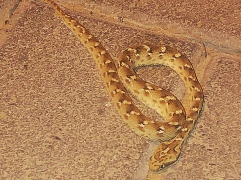 A deadly land snake was recently spotted in Dubailand.