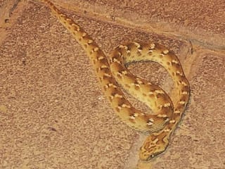 New viper sighting: UAE's deadliest land snake spotted in Dubailand