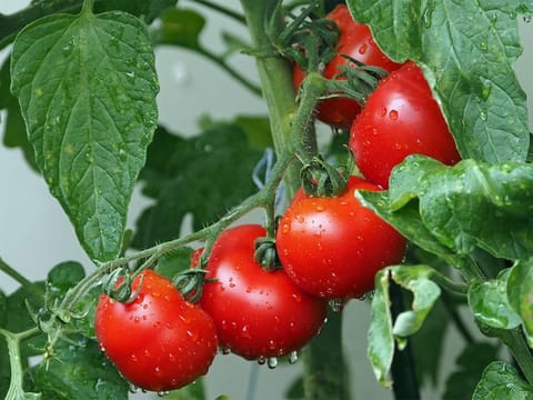  Heavy rainfall in many parts of Andhra, Karnataka and the Krishnagiri district of Tamil Nadu, where tomato is cultivated in large areas, have been flooded with water.