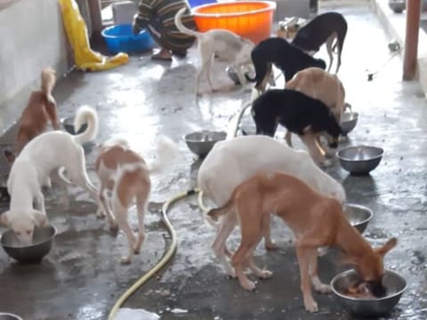 The Stray Dogs Centre UAQ has joined hands with prominent hotels and other businesses to collect the leftover food feed it to the dogs they shelter
