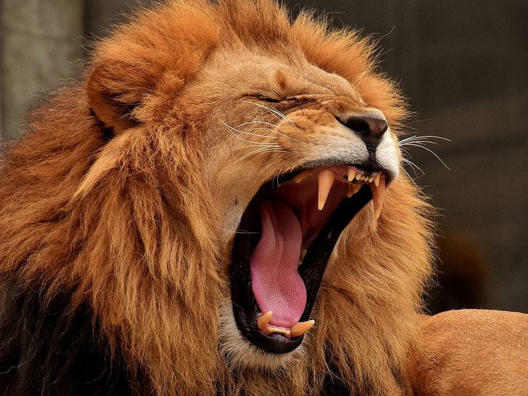 lion generic