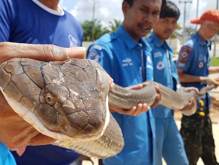 191015 king cobra