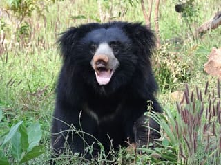 Indian tiger poacher with 'bear penis fetish' arrested