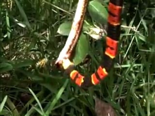 That bites! Snake tries to eat dead snake as wasp attacks
