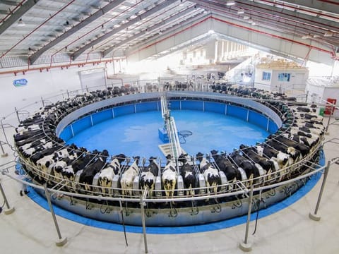 The Marmum Dairy Farm in Al Ain. While it already has a presence in supermarkets, a key breakthrough would be to get into more standalone grocery outlets in a big way.
