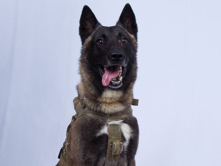 Al Baghdadi raid injured dog