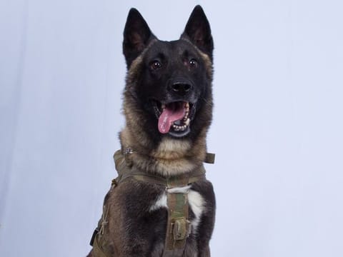 Gen. Mark Milley, the Joint Chiefs chairman, told reporters at the Pentagon several hours before Trump tweeted that the military was intent on protecting the dog's identity.