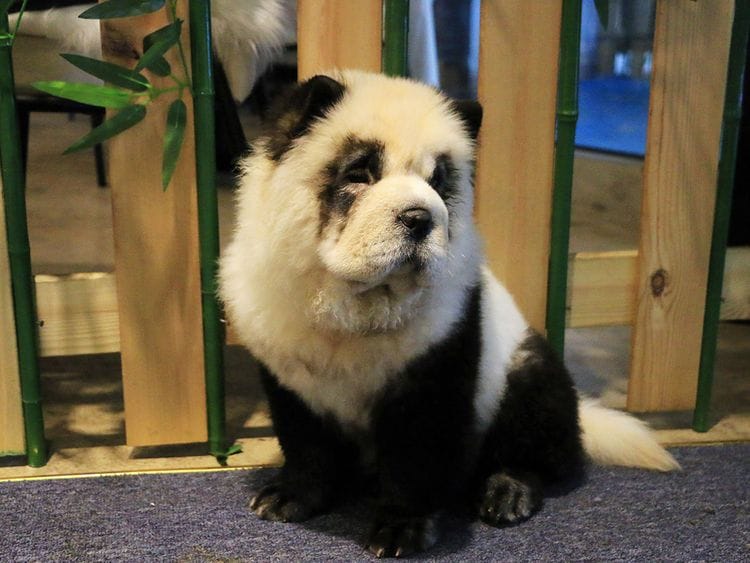 2019-10-30T024624Z_1372492838_RC19886F34A0_RTRMADP_3_CHINA-PANDA-PETS-CAFE-(Read-Only)