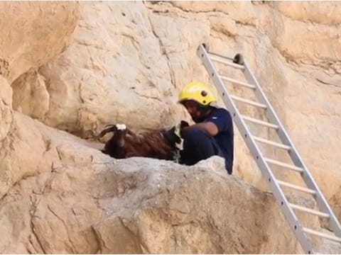 A RAK rescue team member reaches the goat.