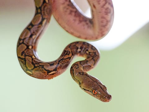 A group of locals rescued the python with the help of forest officials.