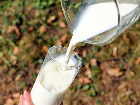 New international standard aims to curb fraud and unlock growth in global camel milk markets.