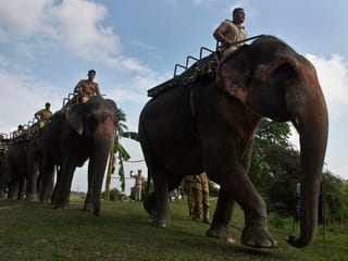 Reopened Pobitora Wildlife Sanctuary welcomes tourists