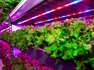 Skyscraper farming in the UAE: Less water, more food