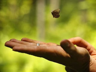Butterfly on a bomb range: Endangered Species Act at work in US