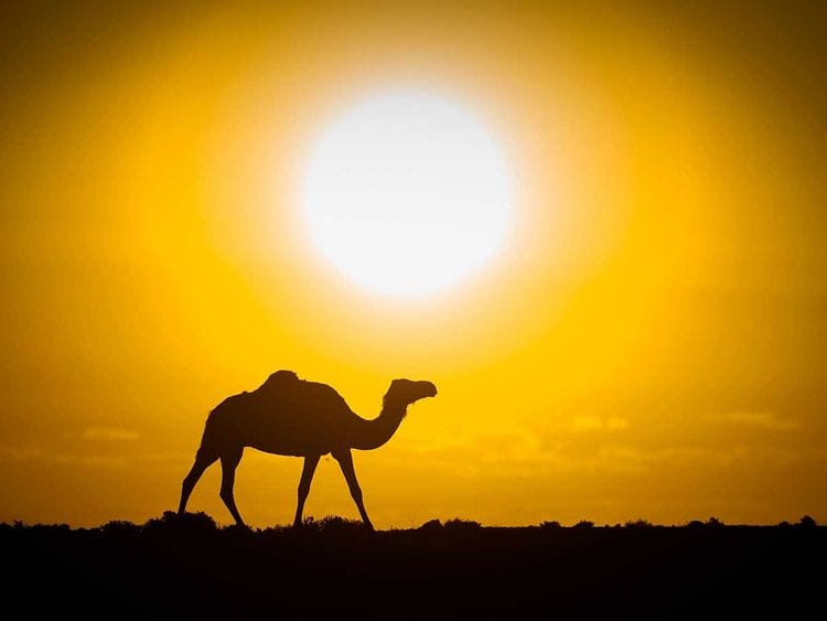 191121 camel