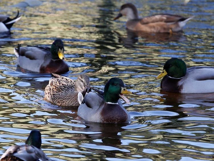 191121 ducks