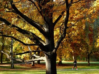 Scenes of splendid autumn foliage around Europe